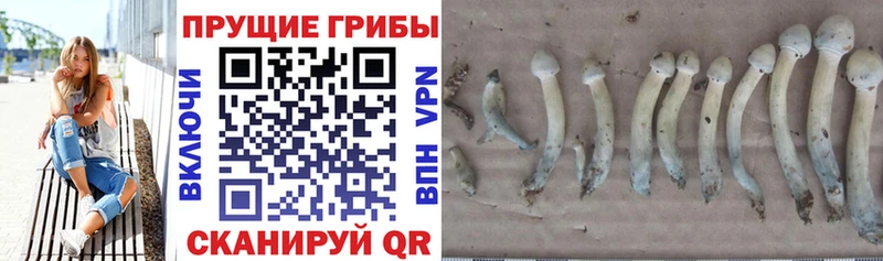 цены   Лермонтов  Галлюциногенные грибы Magic Shrooms 